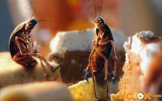 Борная кислота от тараканов — как использовать и травить?