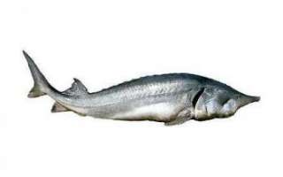 Белуга (рыба) — рецепты приготовления и где она водится
