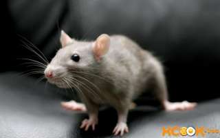 Как вывести мышей из квартиры навсегда народными средствами?