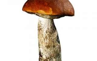 Подосиновик — описание этого съедобного гриба с фото