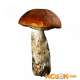 Подосиновик — описание этого съедобного гриба с фото