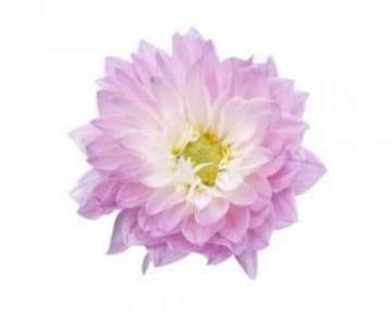 Цветы георгины – их описание с фото и выращивание; лечебные свойства и противопоказания; лечение георгинами; использование растения в кулинарии