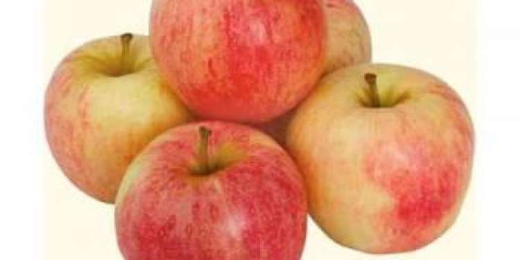 Яблоки Гала Фото И Описание Сорта