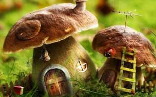 Как правильно искать и собирать грибы в лесу (7 народных примет)? — текстовая и видео инструкция