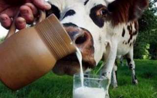 Коровье молоко — состав, польза и вред