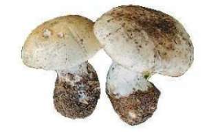 Майский гриб — полное описание полезных свойств с фото