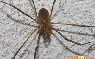Как избавиться от пауков в частном доме, в квартире, в теплице и в саду?