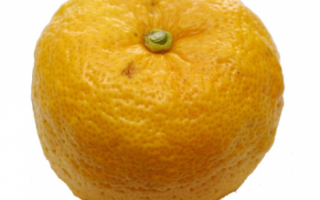 Юдзу — характеристика фрукта с фото