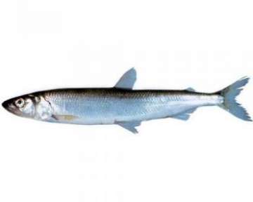 Описание пользы и вреда корюшки с фото, советы её по выбору; как готовить такую рыбу и в каких рецептах можно её применять