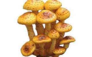 Королевские опята (Чешуйчатка золотистая) — характеристика с фото, польза и вред этих грибов