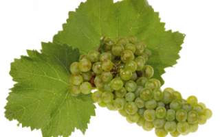 Виноград Шардоне (Chardonnay) – применение, описание и польза