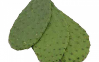 Съедобные кактусы – описание с фото и названиями растений, их видов и плодов; полезные свойства кактусов; их использование в кулинарии и лечении