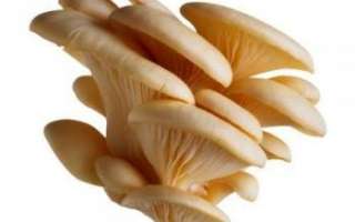 Вешенки — описание, свойства и рецепты грибов в домашних условиях