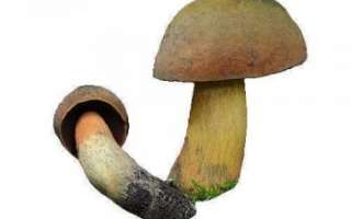 Дубовик обыкновенный – описание с фото съедобного гриба; польза, вред и противопоказания; использование в кулинарии