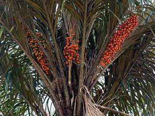 фрукт авара на ветвях пальмы