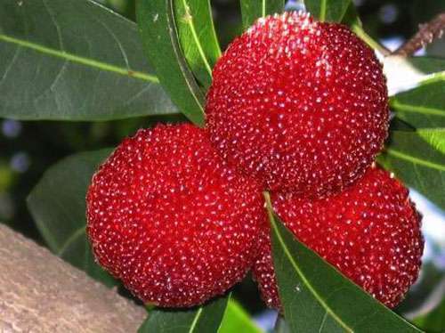 плоды восковницы красной на дереве