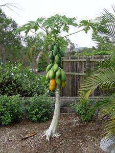 дерево с плодами Пау Пау растущее в саду