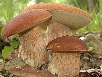 несколько белых грибов