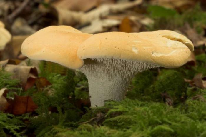 полезные свойства гриба