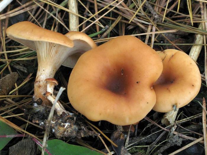 несколько грибов говорушек