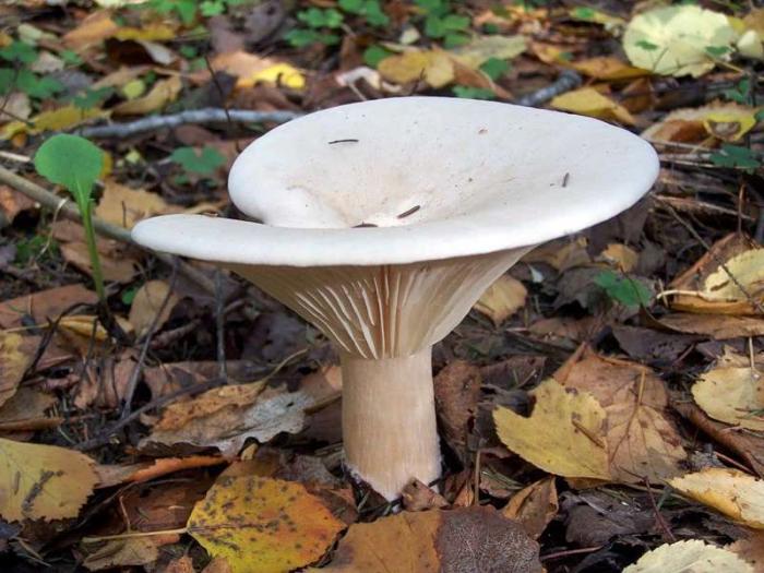 белый гриб говорушка