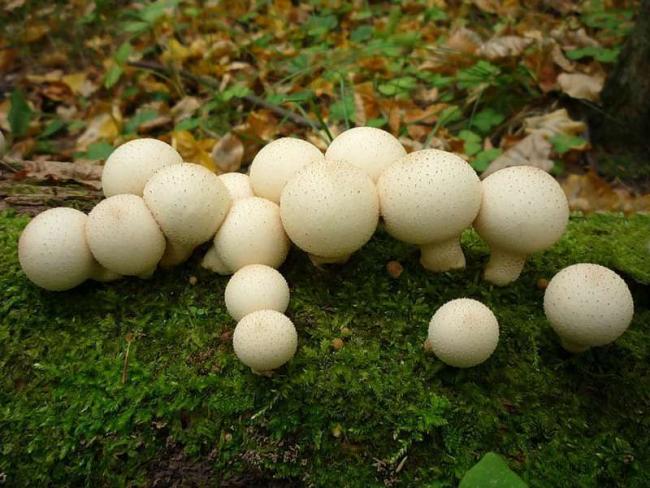 полезные свойства грибов дождевиков