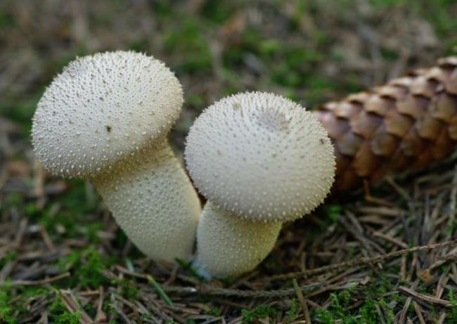 лечебные свойства грибов дождевиков