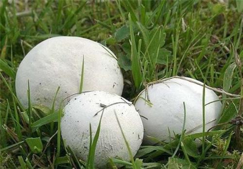 полезные свойства гриба порховки