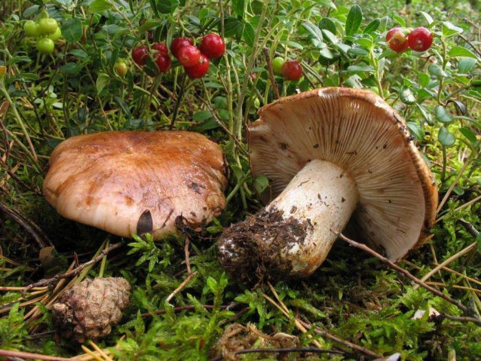 польза грибов рядовок