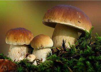 грибы дубовики в естественных условиях произростания