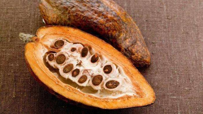 разделенный на половины плод какао