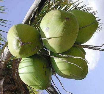 плоды кокосовой пальмы