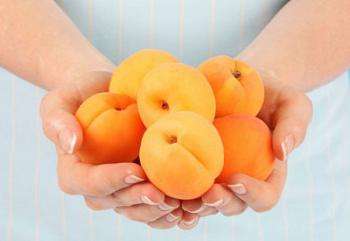 крупные спелые абрикосы в руках у девушки