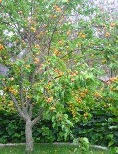густо усеянное абрикосами дерево в саду