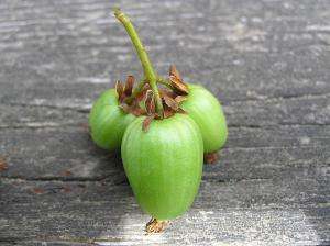 зеленые ягоды актинидии соединенные плодоножкой