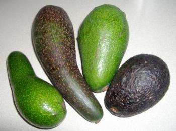 четыре авокадо разных сортов