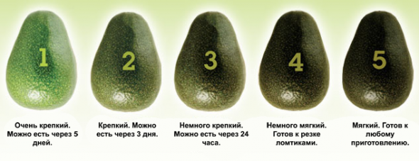 авокадо по степени спелости