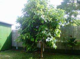 взрослое дерево авокадо на участке