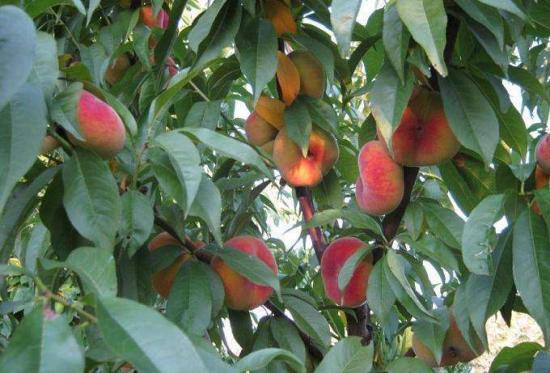 инжирные персики на дереве