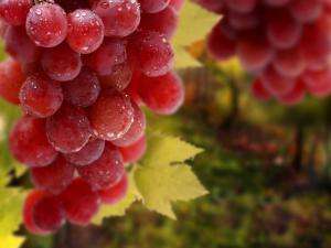 полезные свойства красного винограда