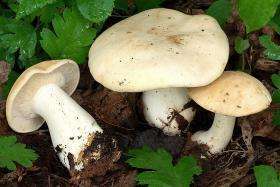 полезные свойства майских грибов