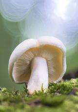 майские гриб описание