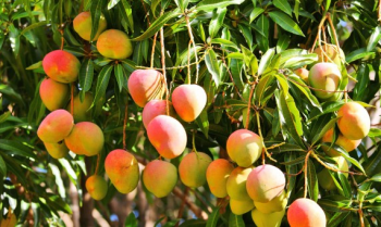 как растет манго?