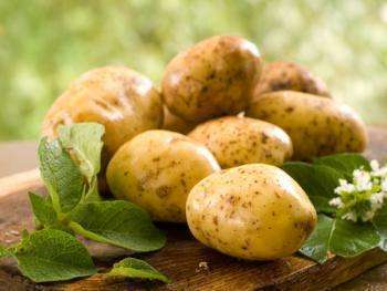 польза молодого картофеля
