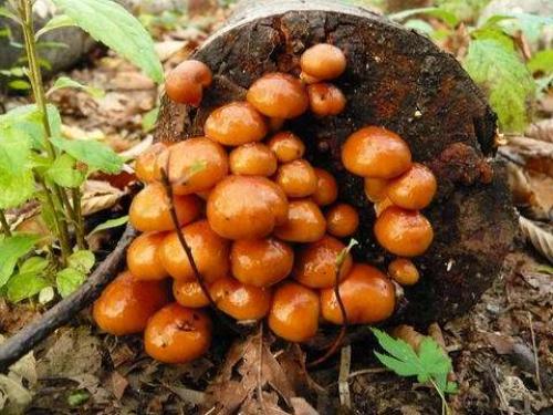 Как растут грибы намеко?