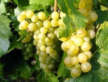 еще не собранный белый винограда Шардоне
