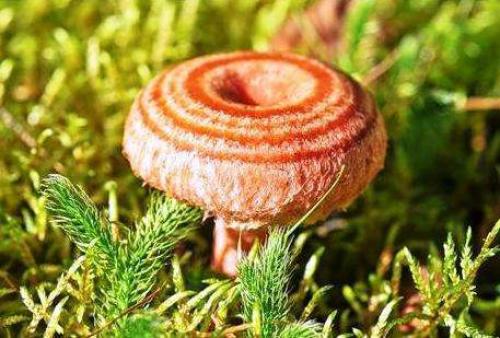 описание грибов
