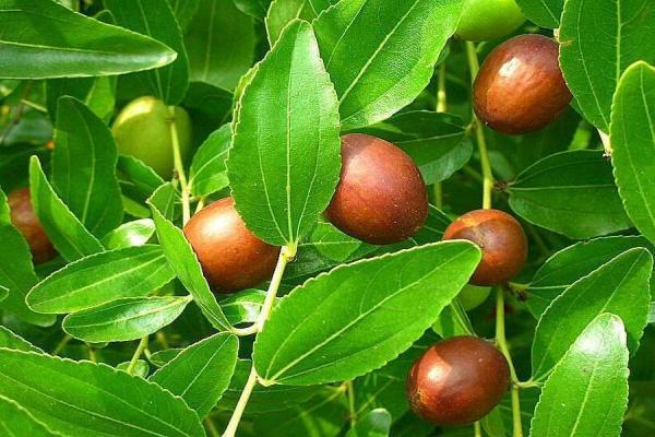 плоды зизифиуса (унаби) среди листьев на дереве