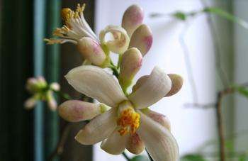 фото цветов цитрусовых