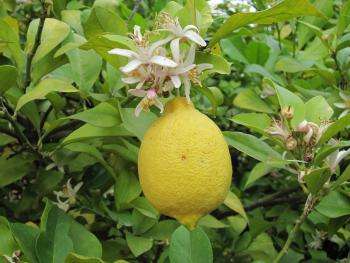 цветок лимона